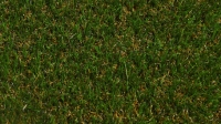 NATURAL GRASS 33mm